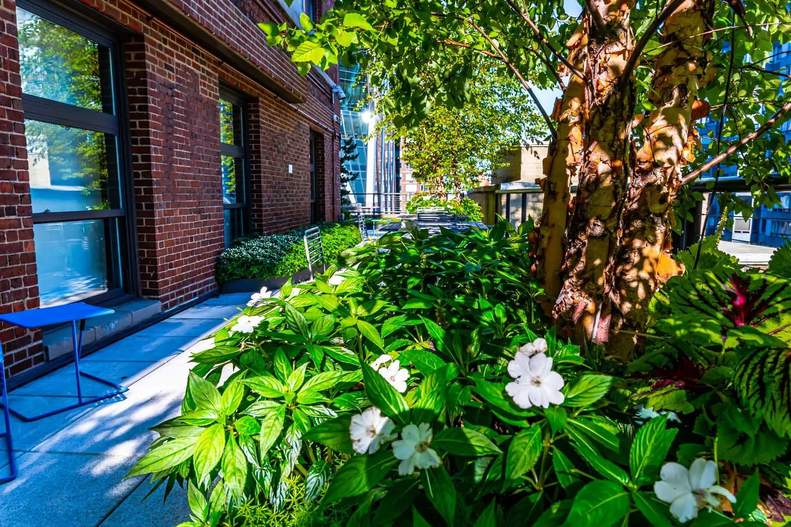 NYC urban garden with mature tree, shade, and dense planting