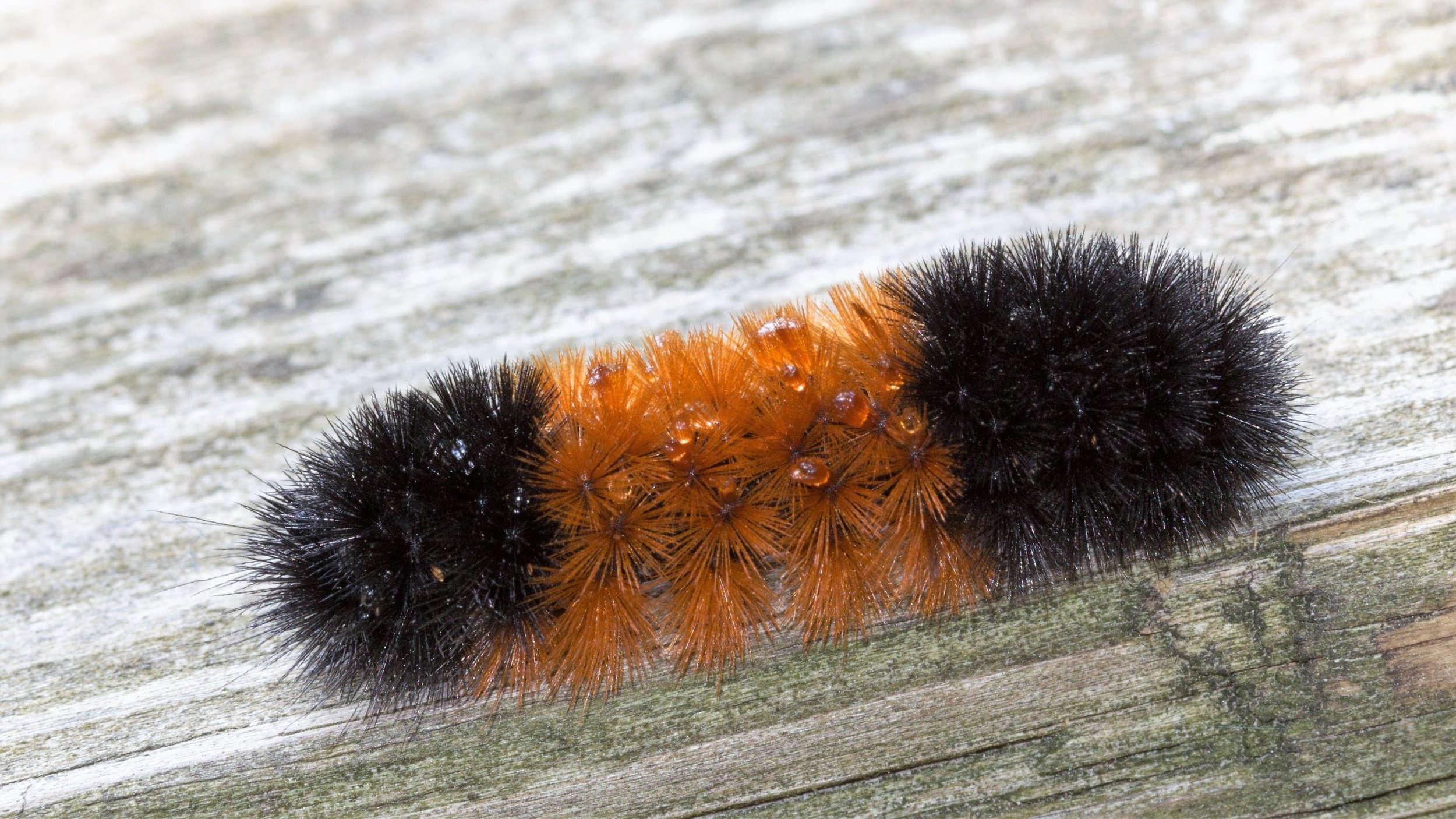 Poisonous Caterpillars in New York?!