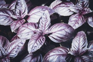 Plant Morphology 101: Understanding Structure from Roots to Flowers