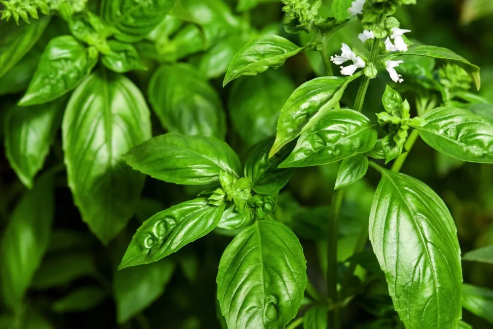 Explore basil’s fascinating journey across cultures—from sacred Hindu ...