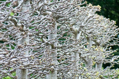 Tree Roots Inosculation Inosculation: Nature’s Grafting Technique