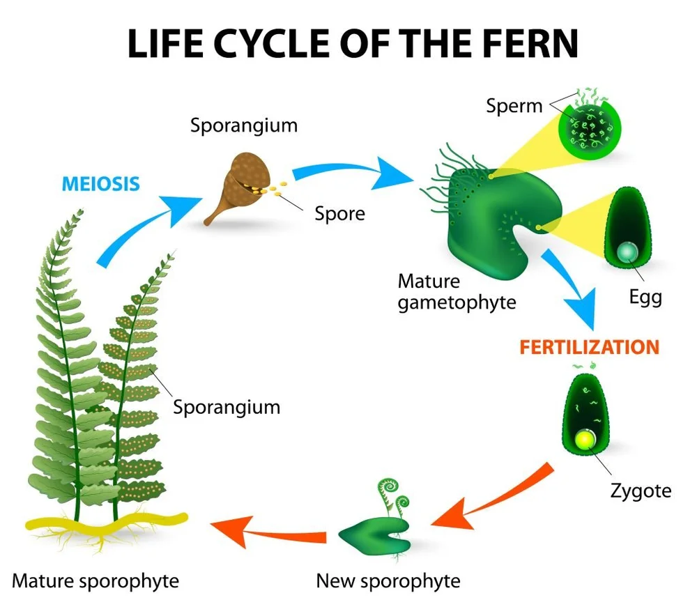 Microphyll Function Mosses for thegarden