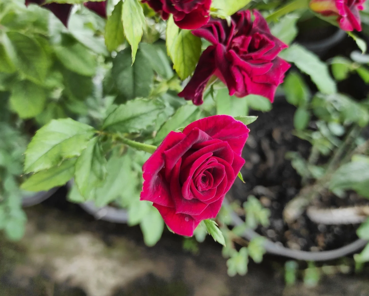 Genetics and Flower Color | Dominance Explained