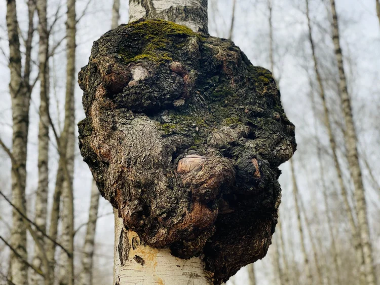 All About Bark | Tree Health & Garden Design