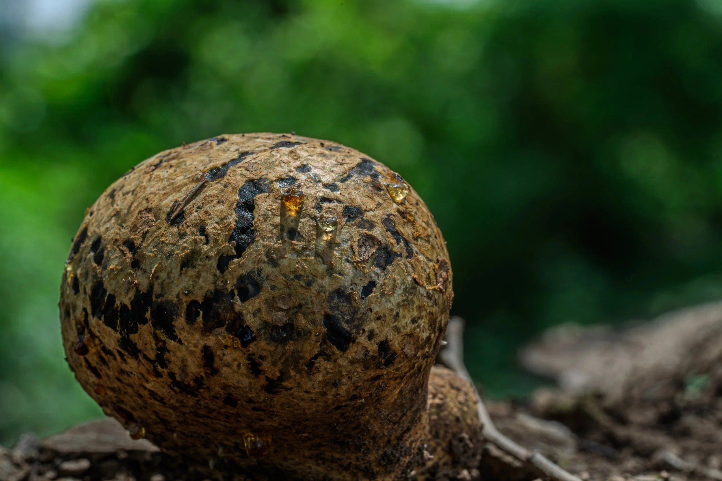 Pisolithus tinctorius