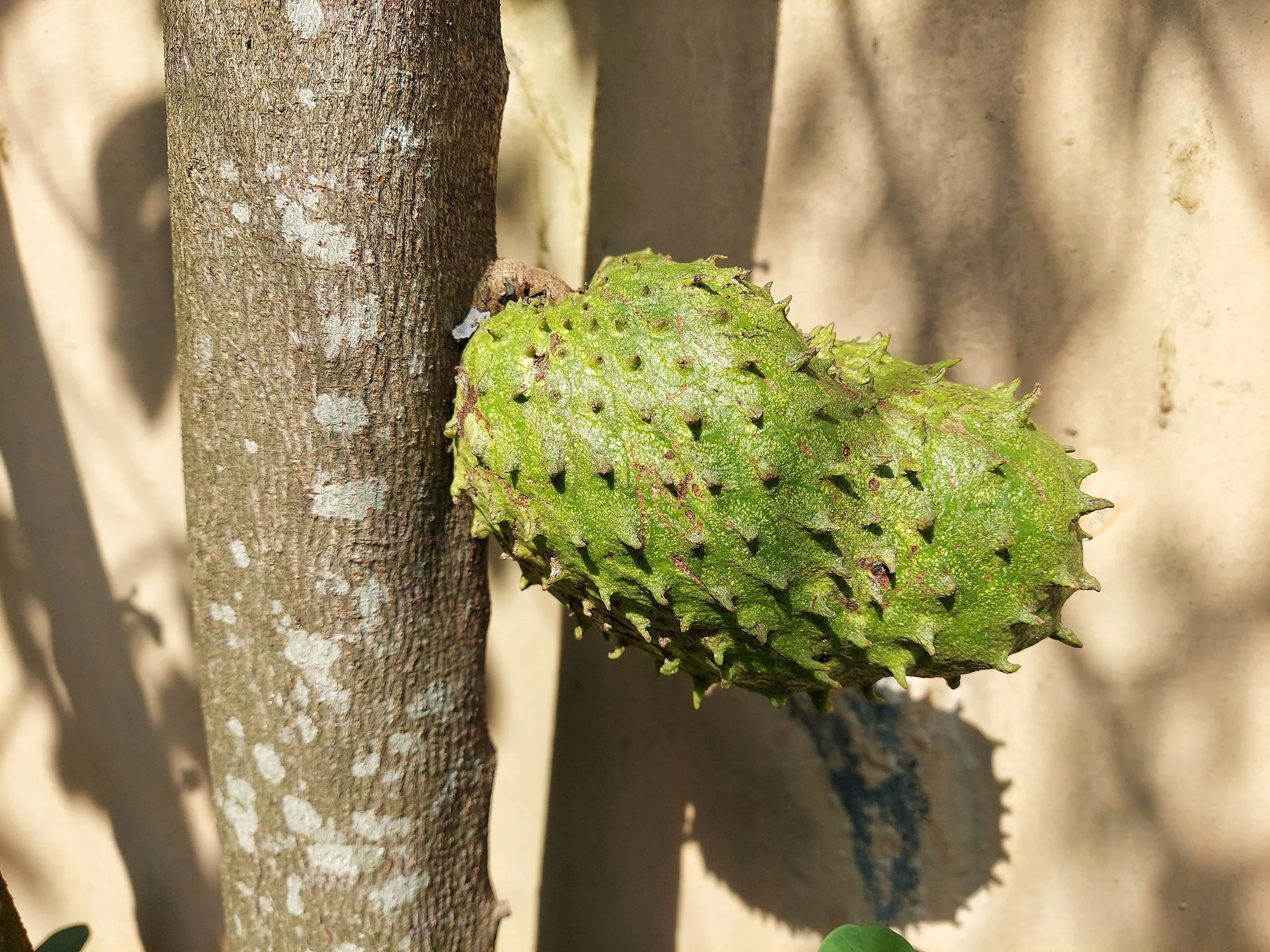 Plants used by the Indigenous people of the Caribbean Islands (Part 3)