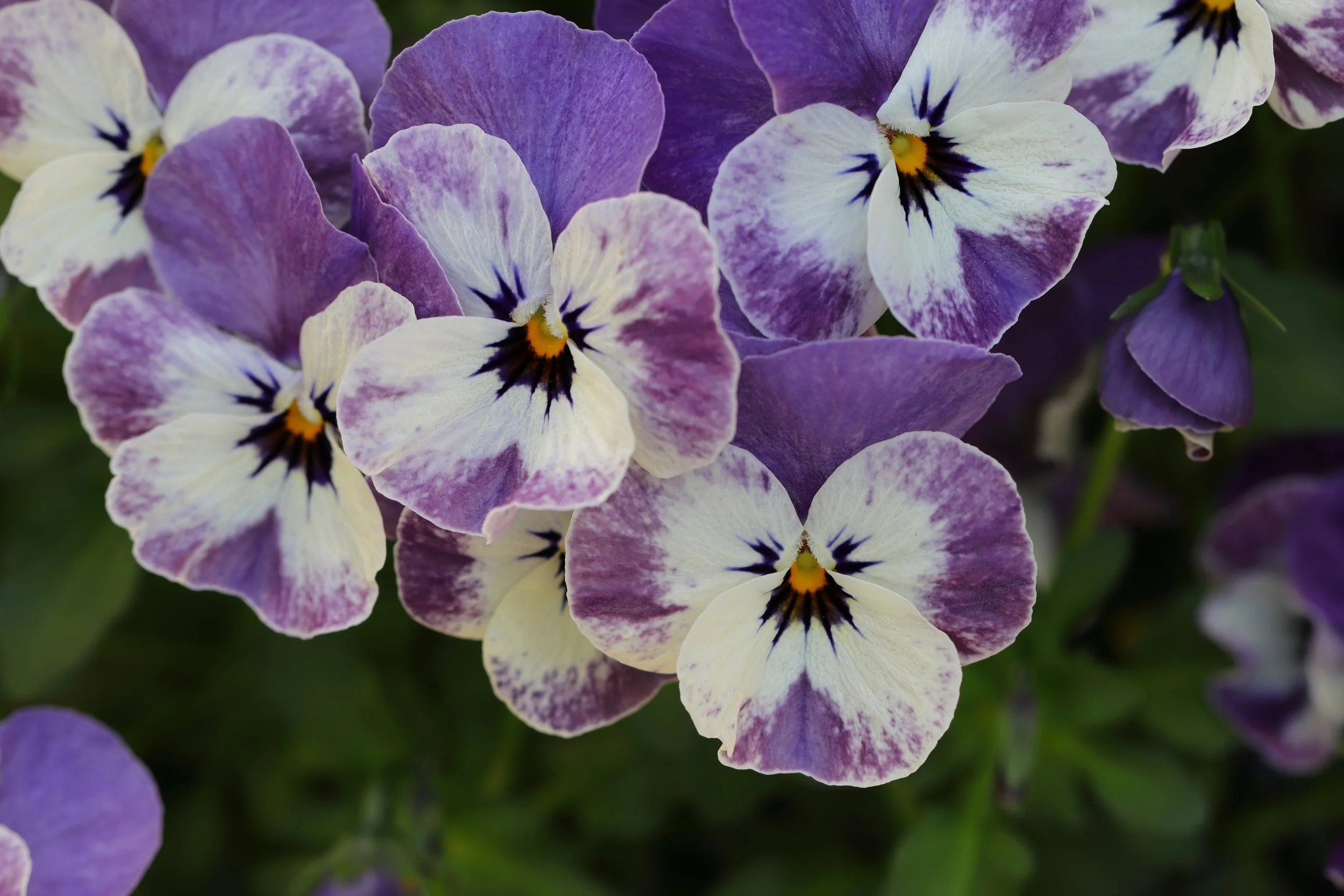 BEST ANNUALS FOR A COLD SPRING