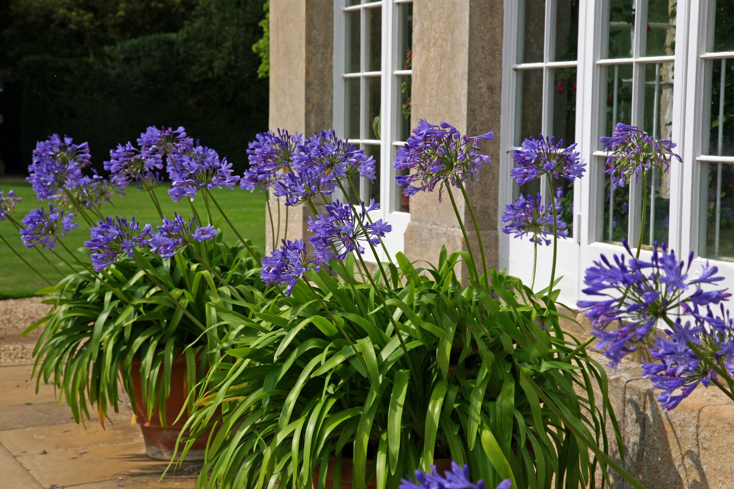 Summer Garden Tips