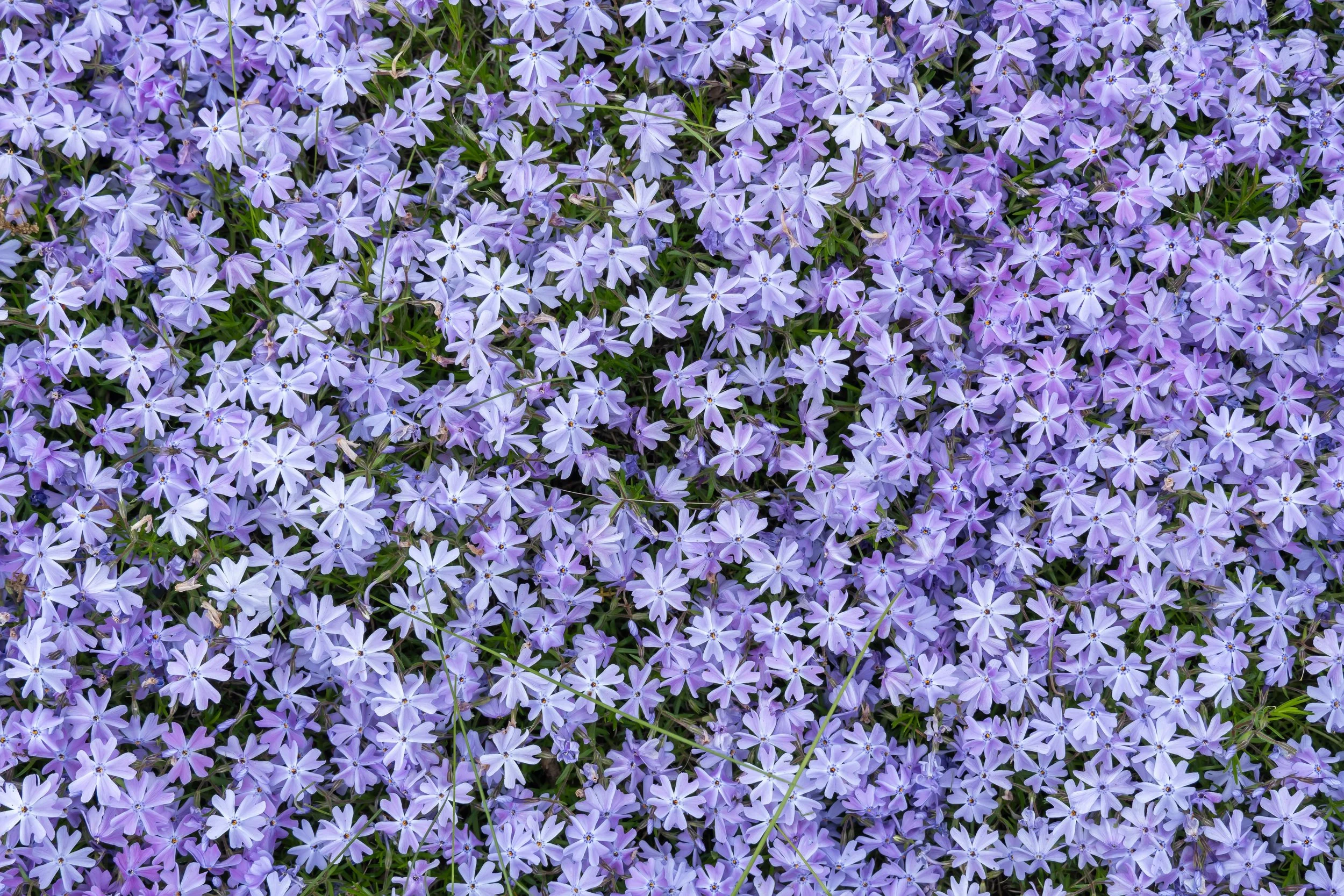 The most suitable plants for a Green Roof – our findings