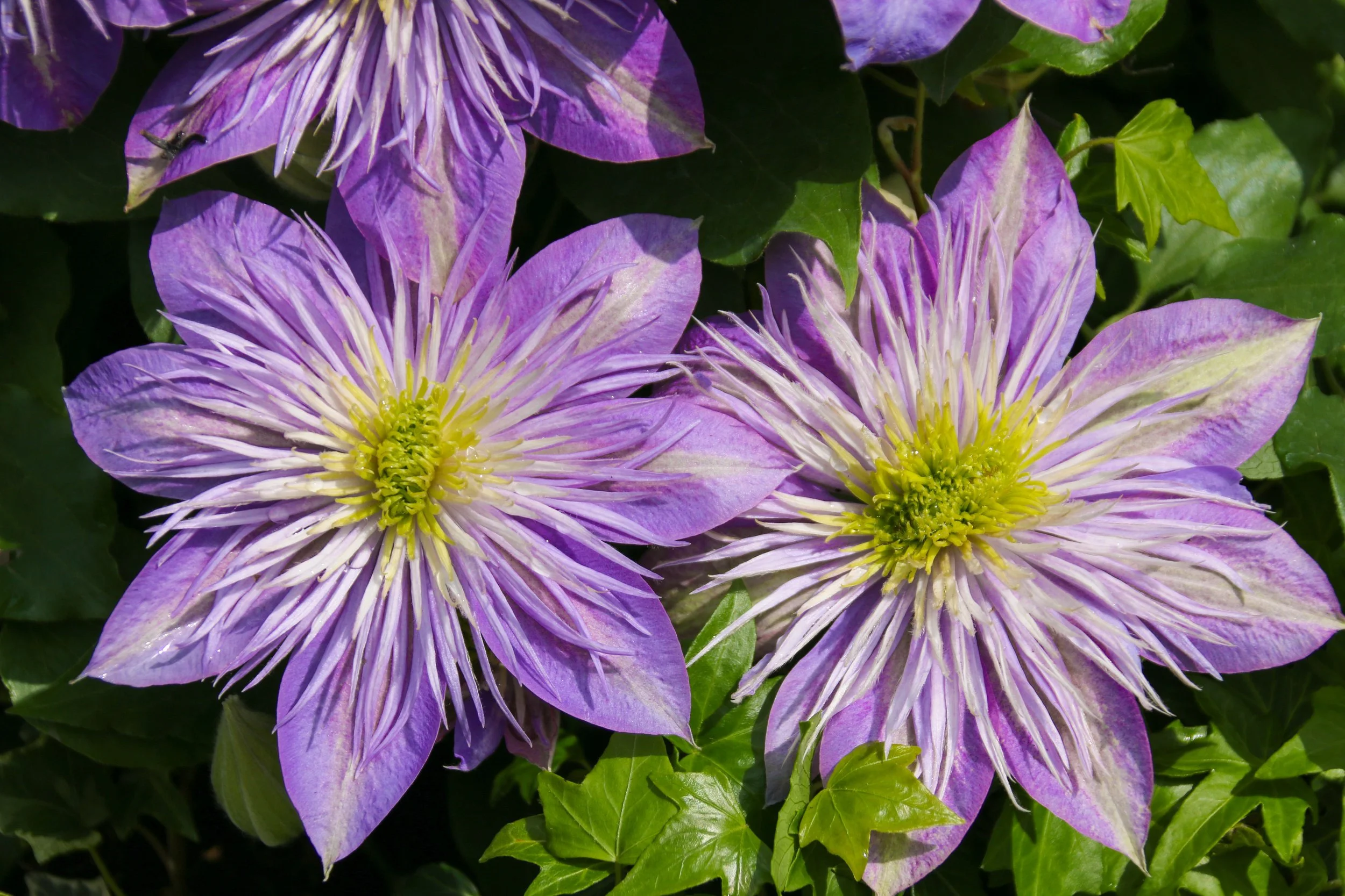 Easy Clematis Choices