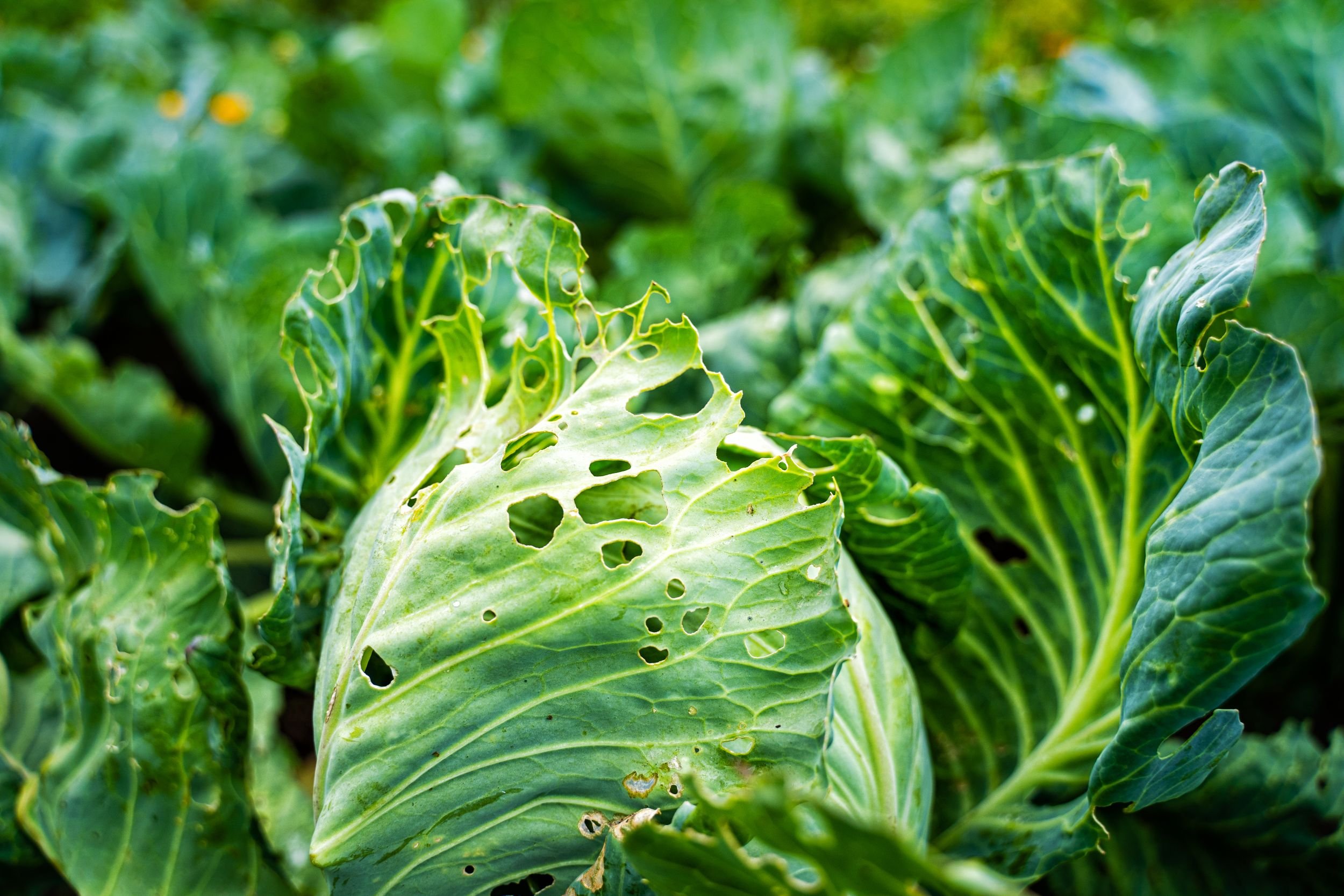 Fall Cabbage pests