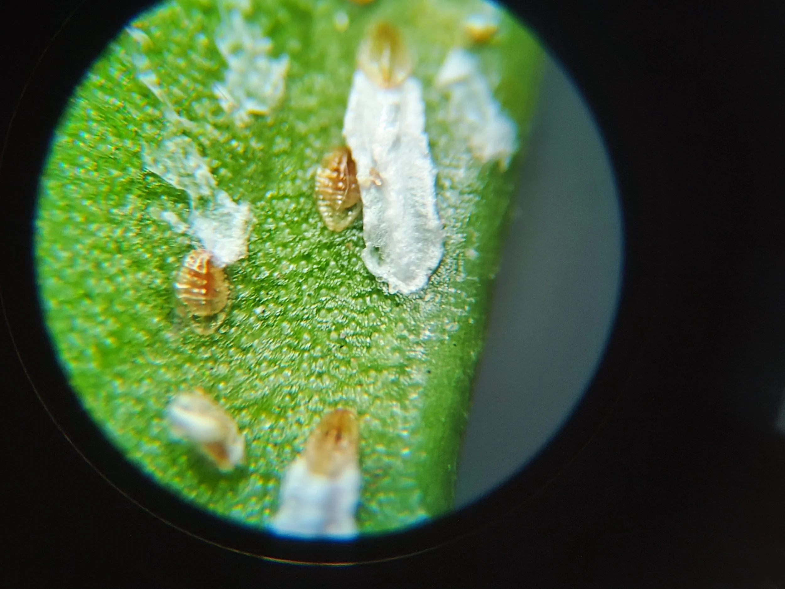 Scale Insects