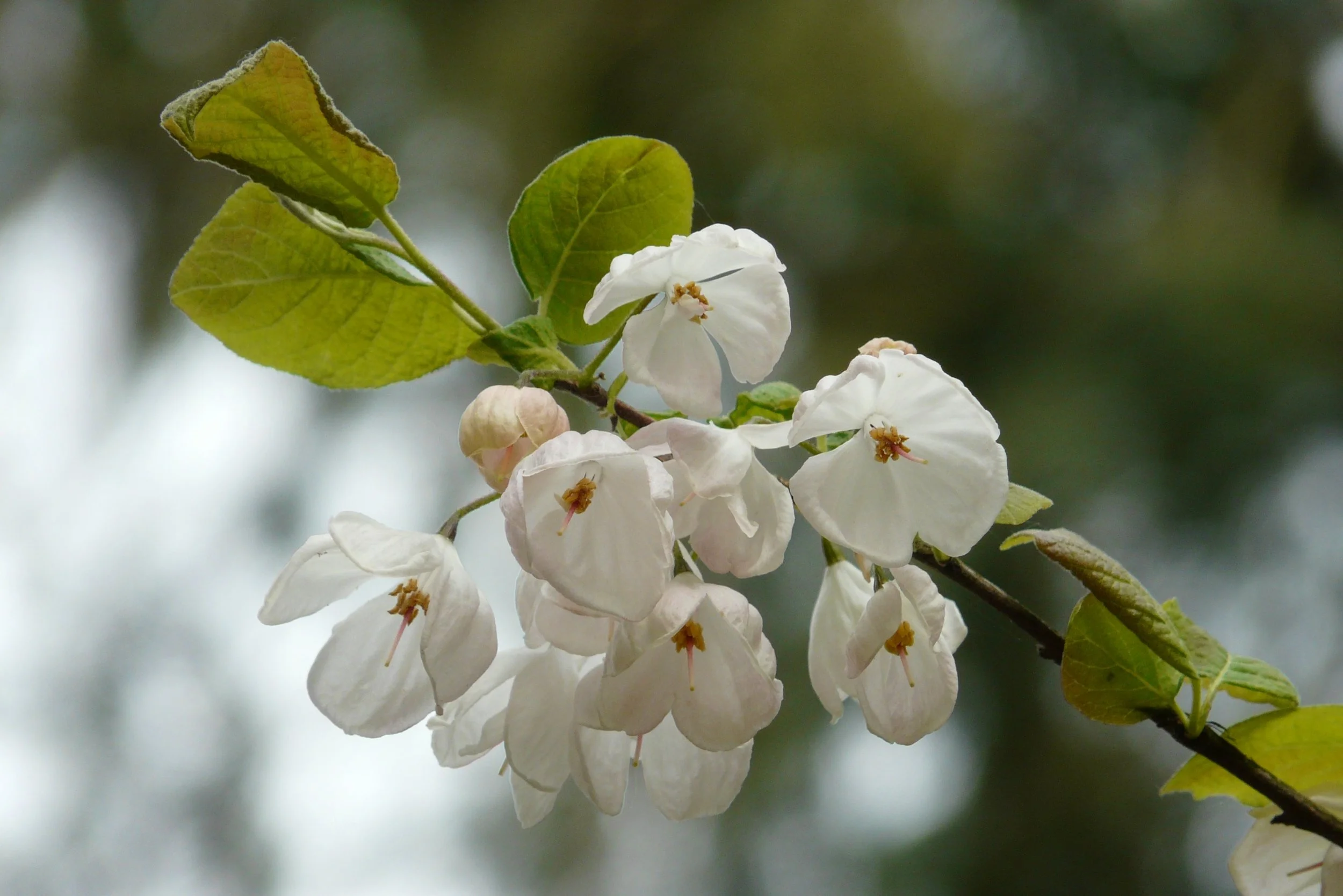 Halesia carolina