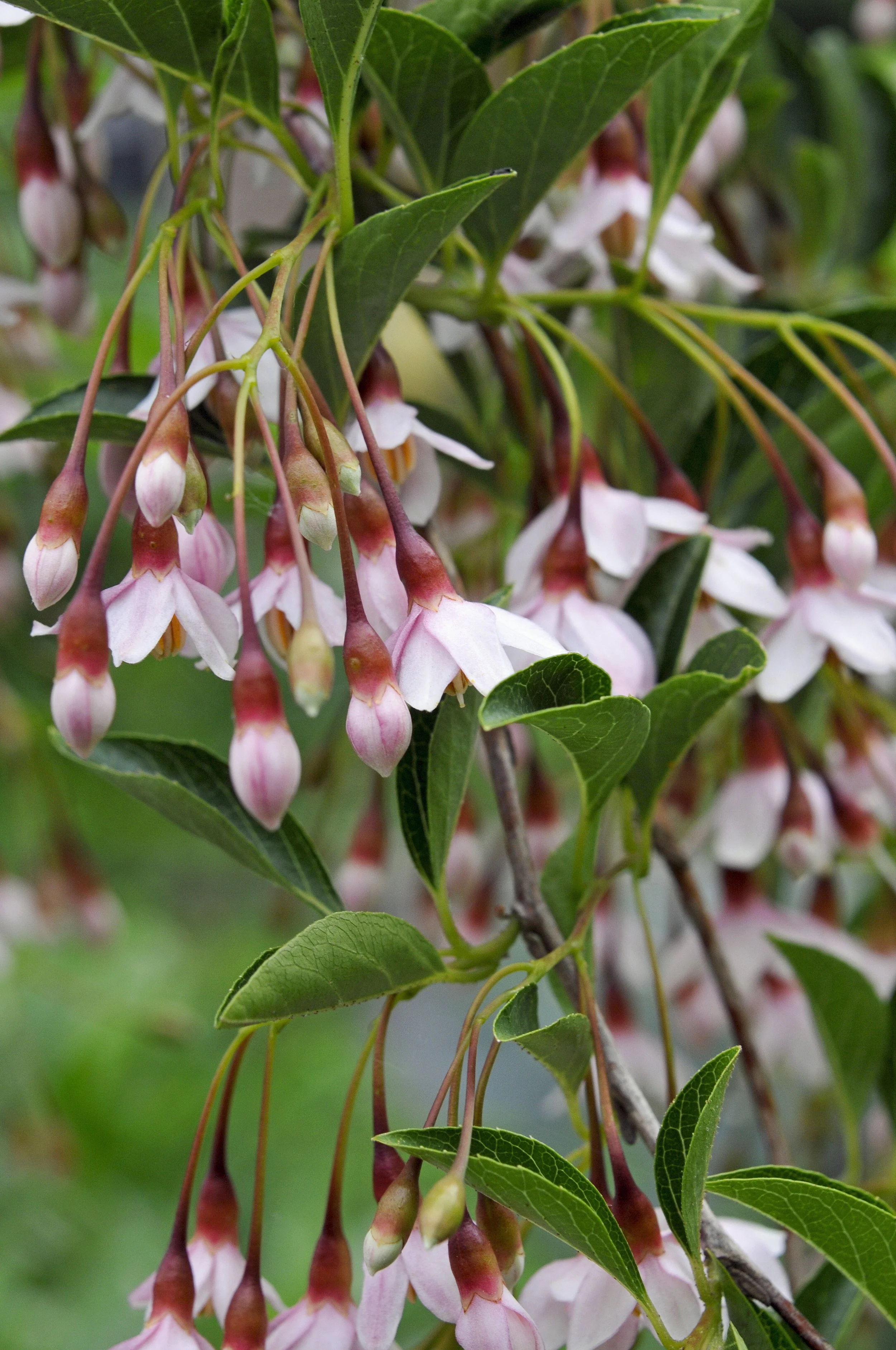 Styrax japonicus “pink chimes”