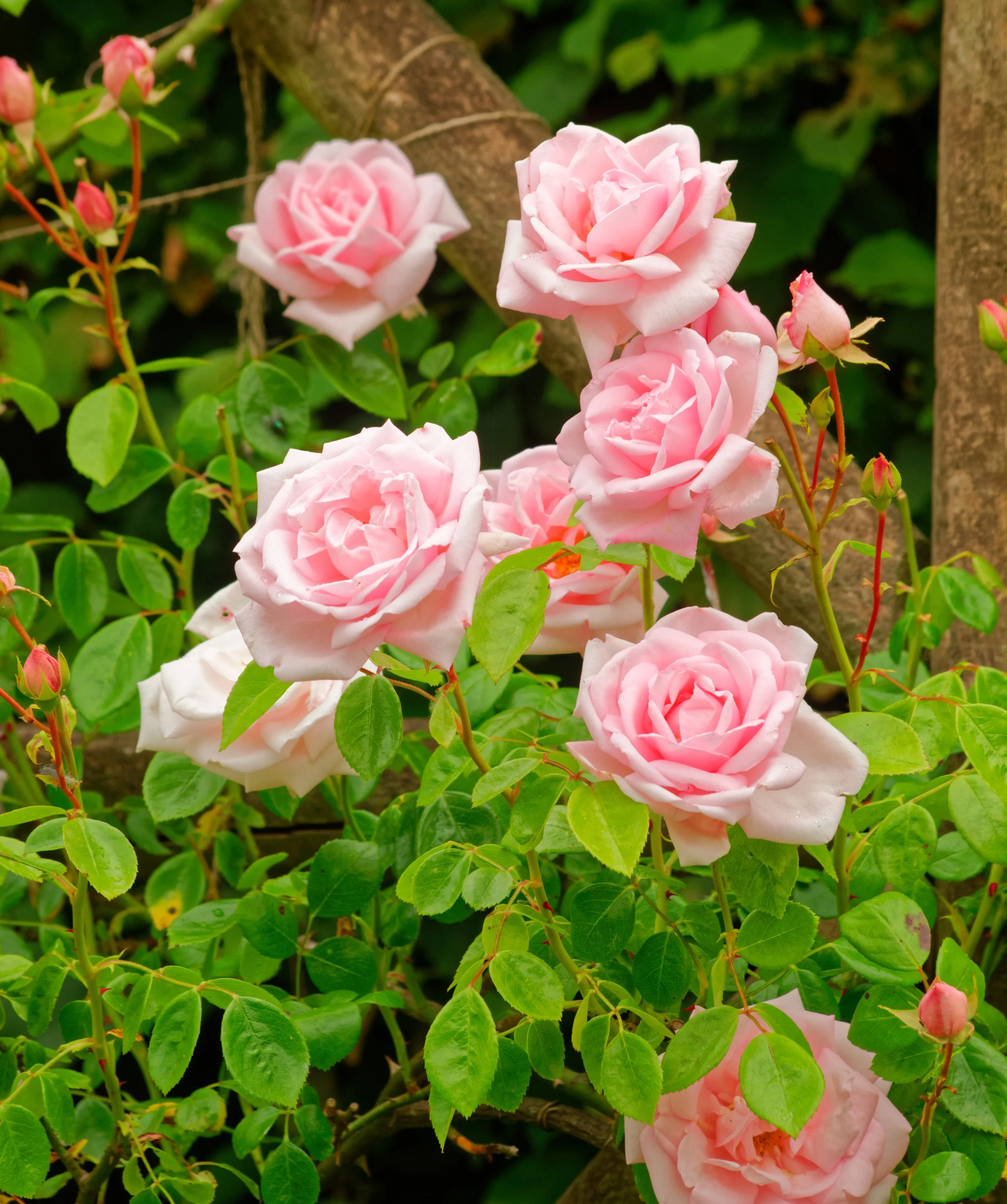 The roses our customers chose for their gardens