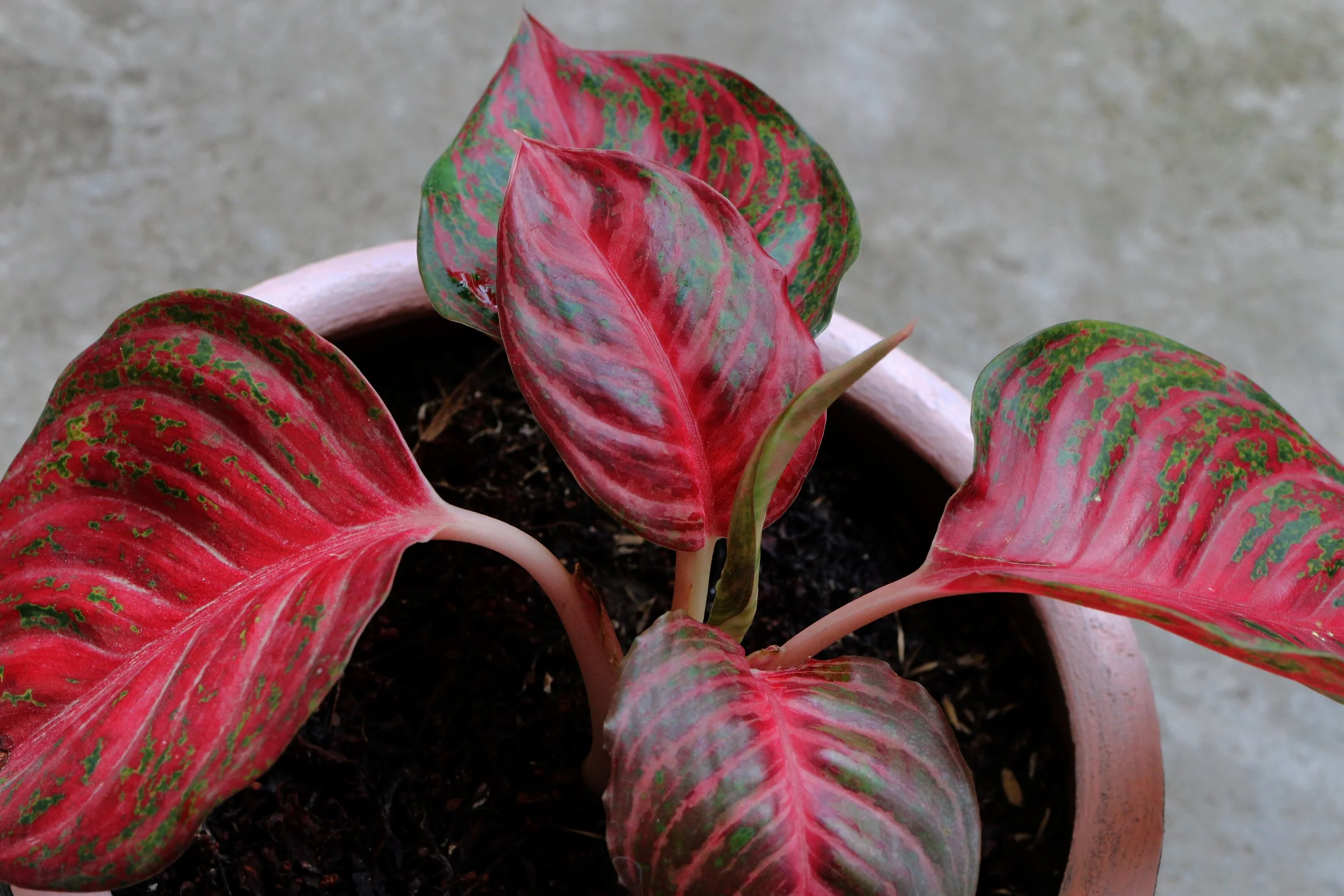 Red Aglaonema