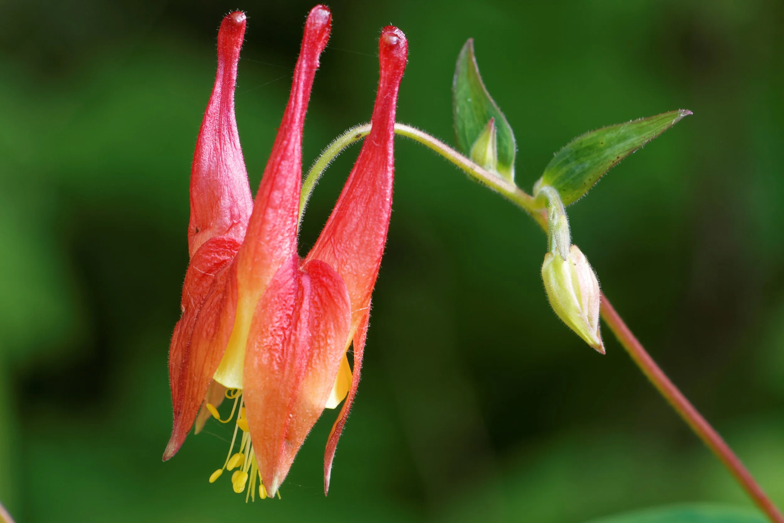 Will my perennials bloom twice in a season ?