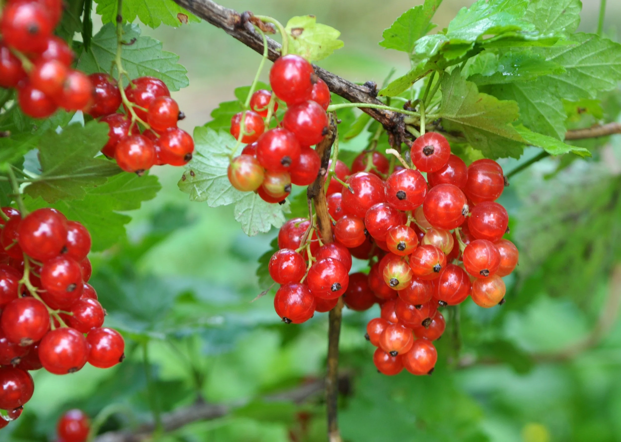 Currants