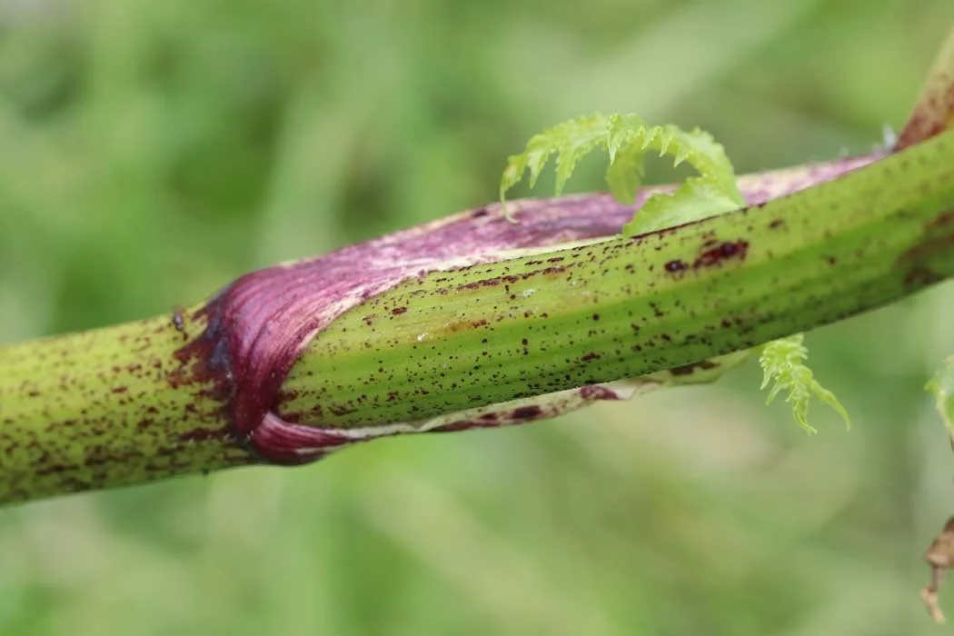 Giant Hogweed Identification & Safety | Plant Specialists
