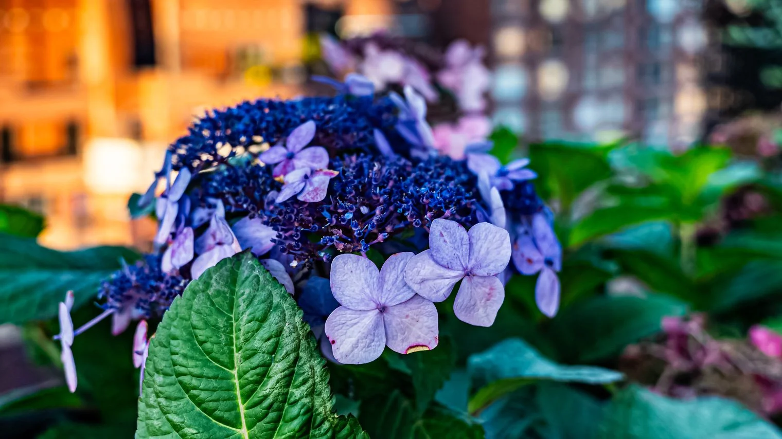 plant-specialists-patio-gardens-and-flowers-8.jpg