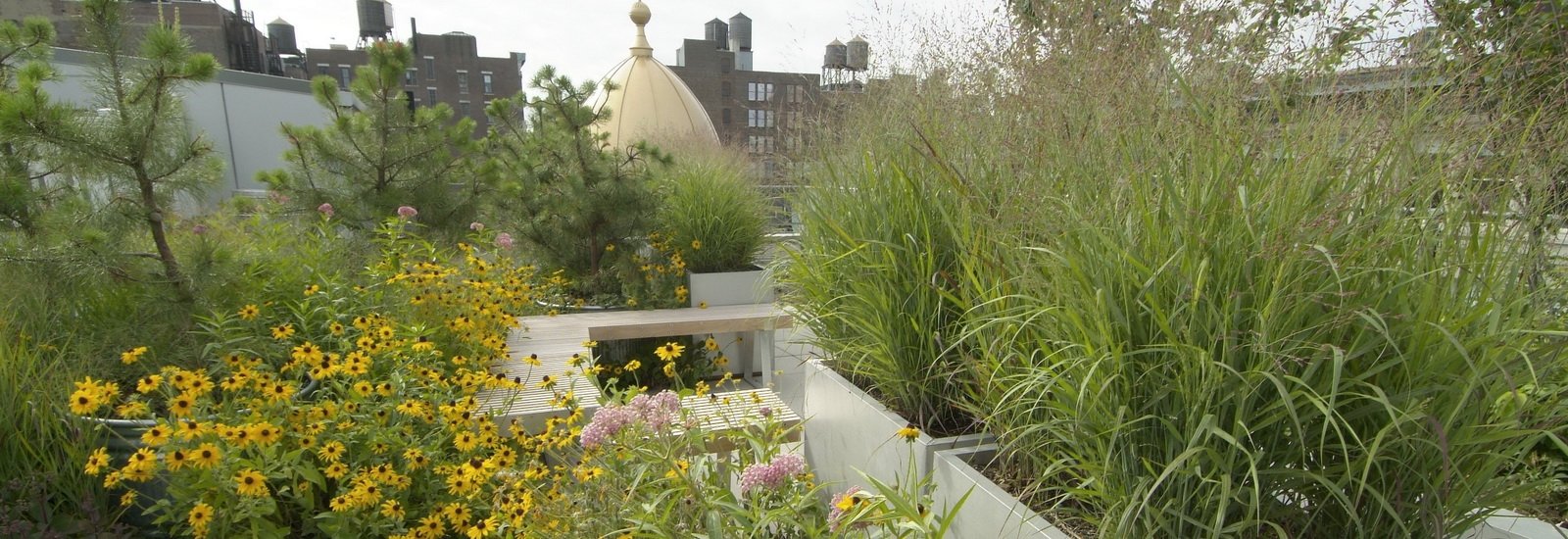 Thumbnail for Green Roof Plant Maintenance Services