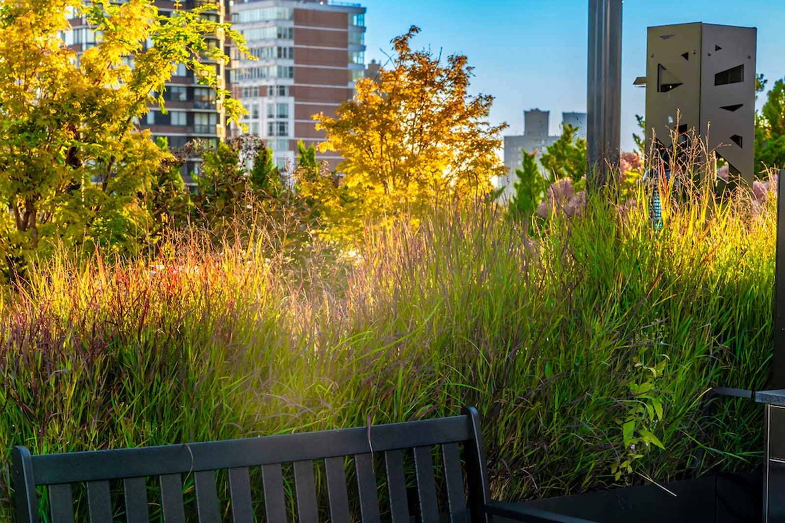 NYC rooftop garden with tall ornamental grasses in fall light