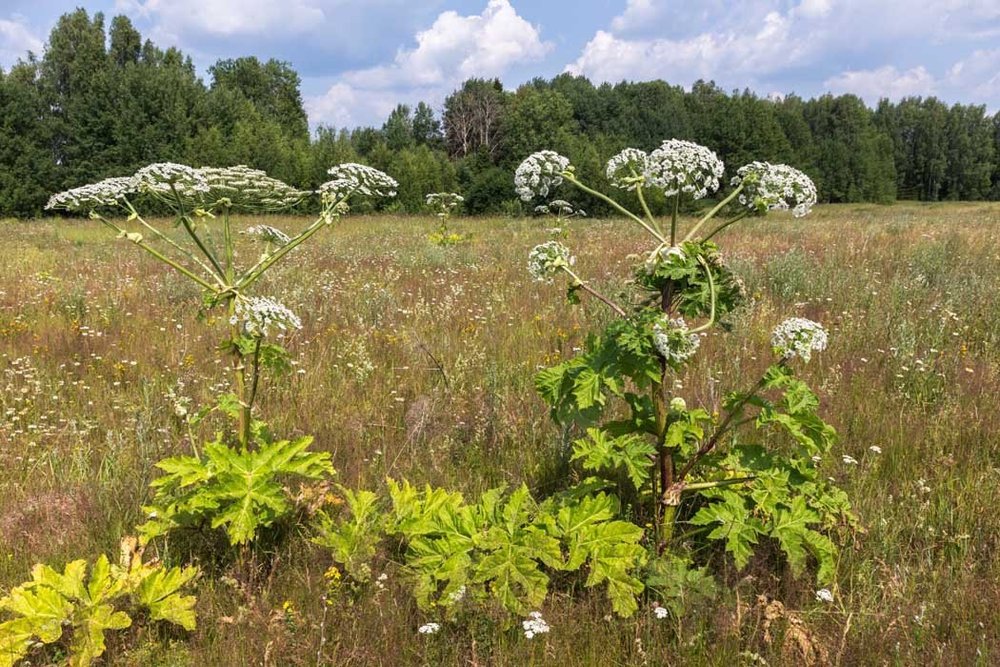 Giant Hogweed Identification & Safety | Plant Specialists