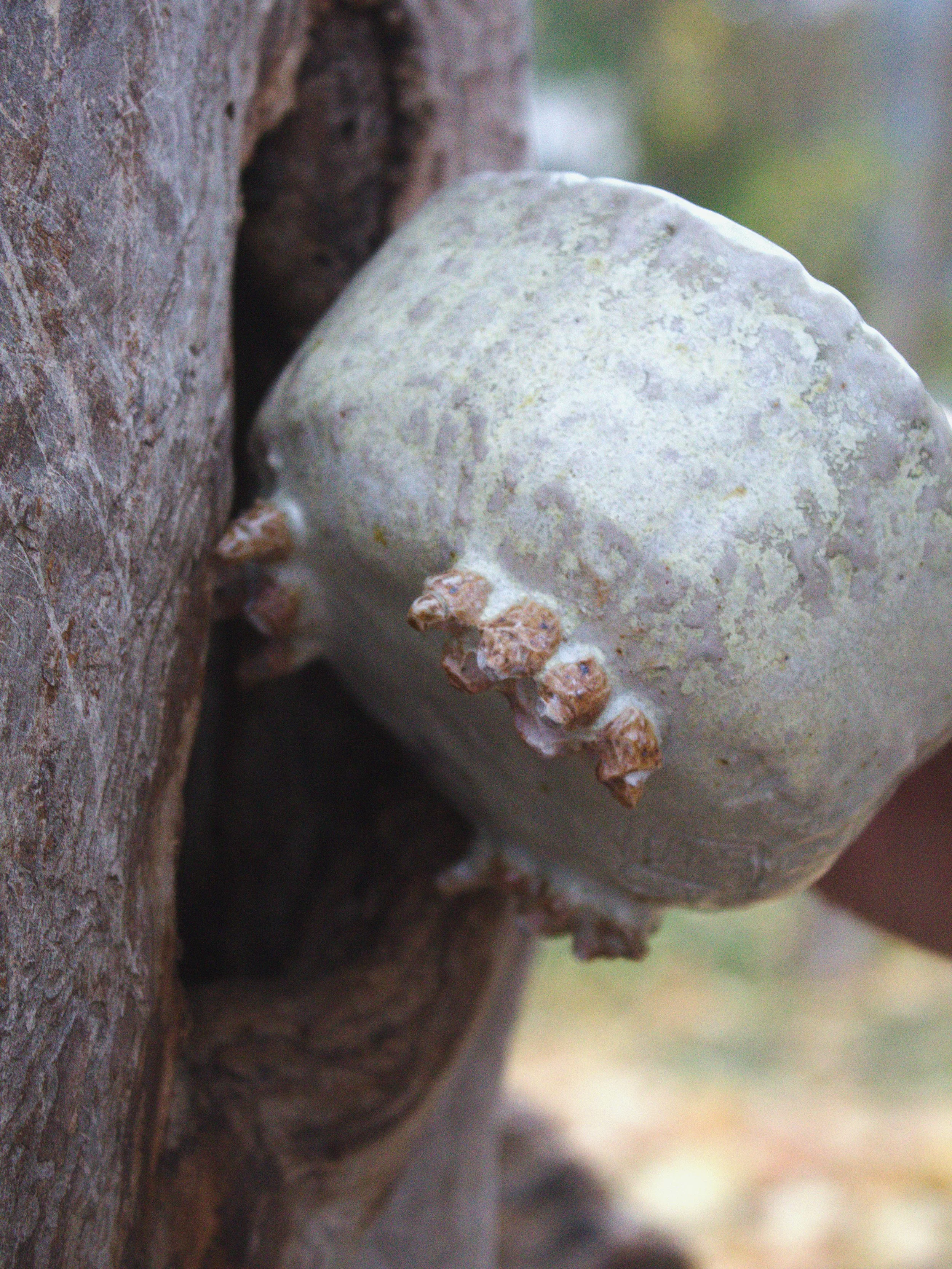 skittering tea bowl 2.jpg