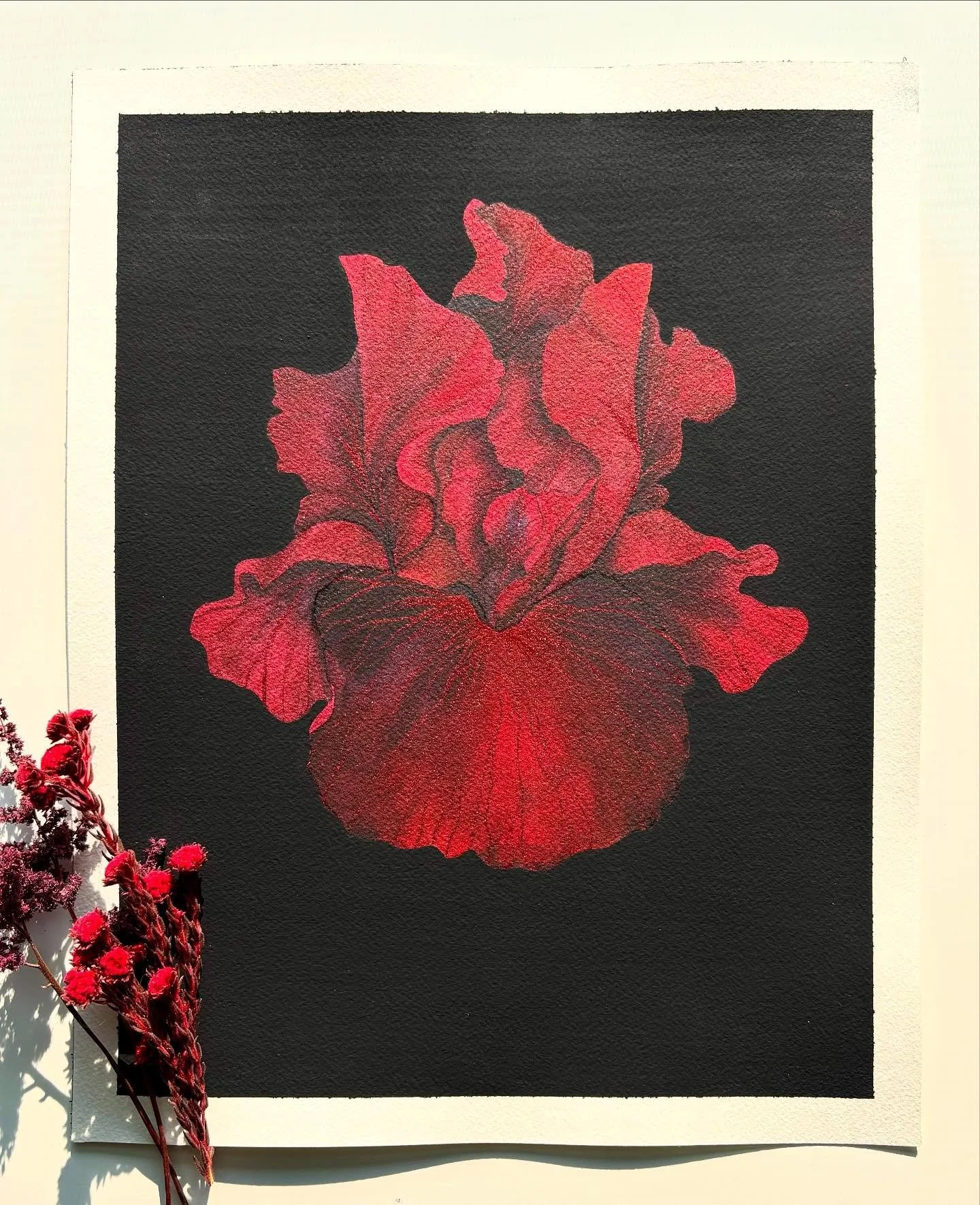 Velvet Fire 

This red iris radiates under shifting light, its petals catching subtle ✨glitter✨that makes it shimmer like embers against the black background. A reminder that beauty can burn bold and unapologetic.