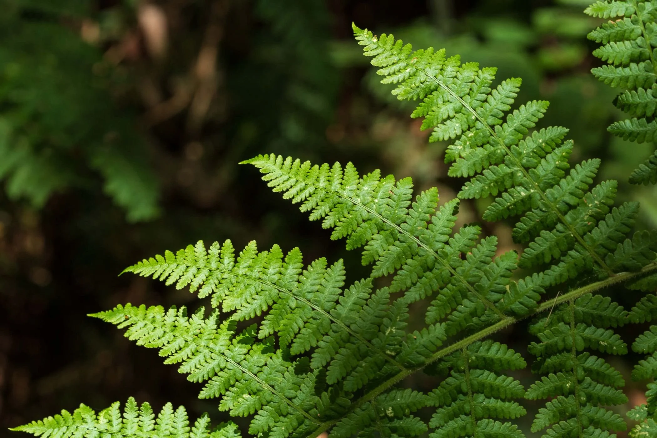 Walk and Talk nature-based business coaching session in the Dandenong Ranges, Melbourne
