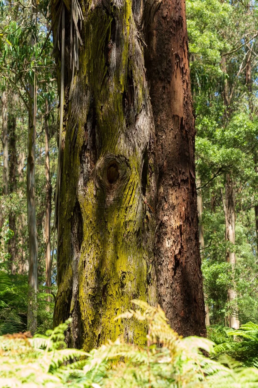 Walk and Talk nature-based business coaching session in the Dandenong Ranges, Melbourne