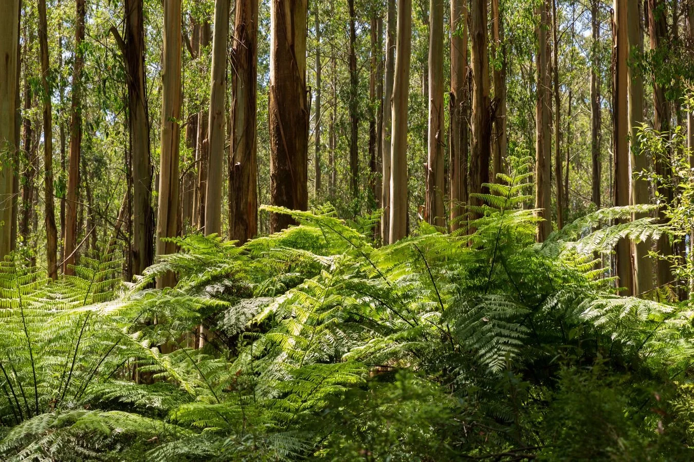 Walk and Talk nature-based business coaching session in the Dandenong Ranges, Melbourne
