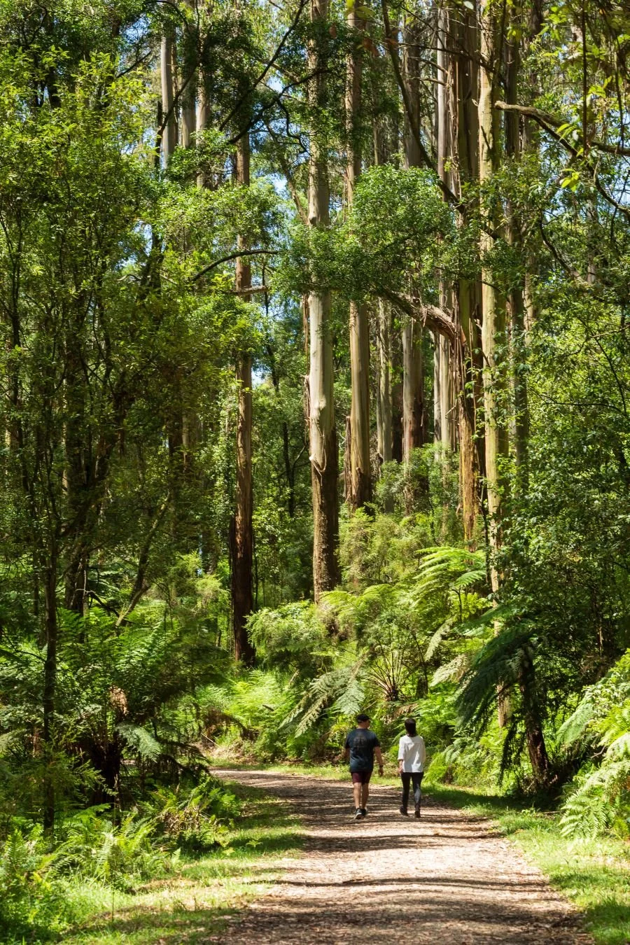 Walk and Talk nature-based business coaching session in the Dandenong Ranges, Melbourne