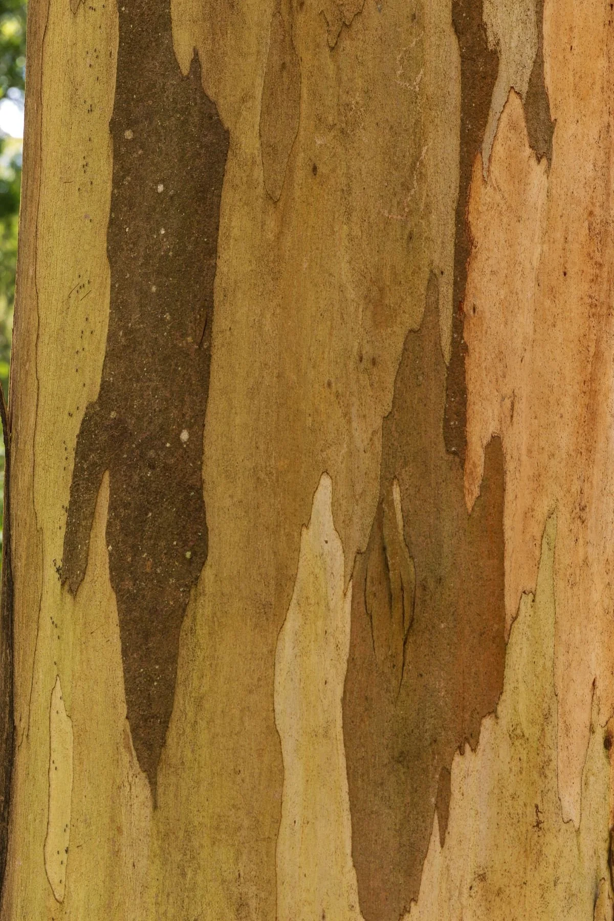 Walk and Talk nature-based business coaching session in the Dandenong Ranges, Melbourne