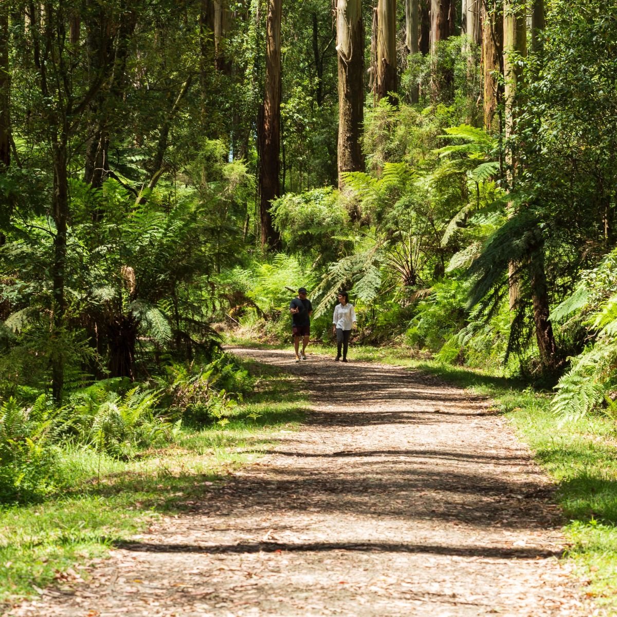 Walk and Talk nature-based business coaching session in the Dandenong Ranges, Melbourne