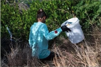 Lāʻie Makai Wetlands Clean-up
