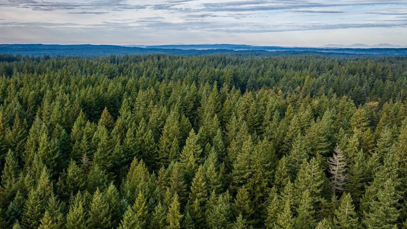 An aerial view of a dense forest with numerous evergreen trees under a cloudy sky.