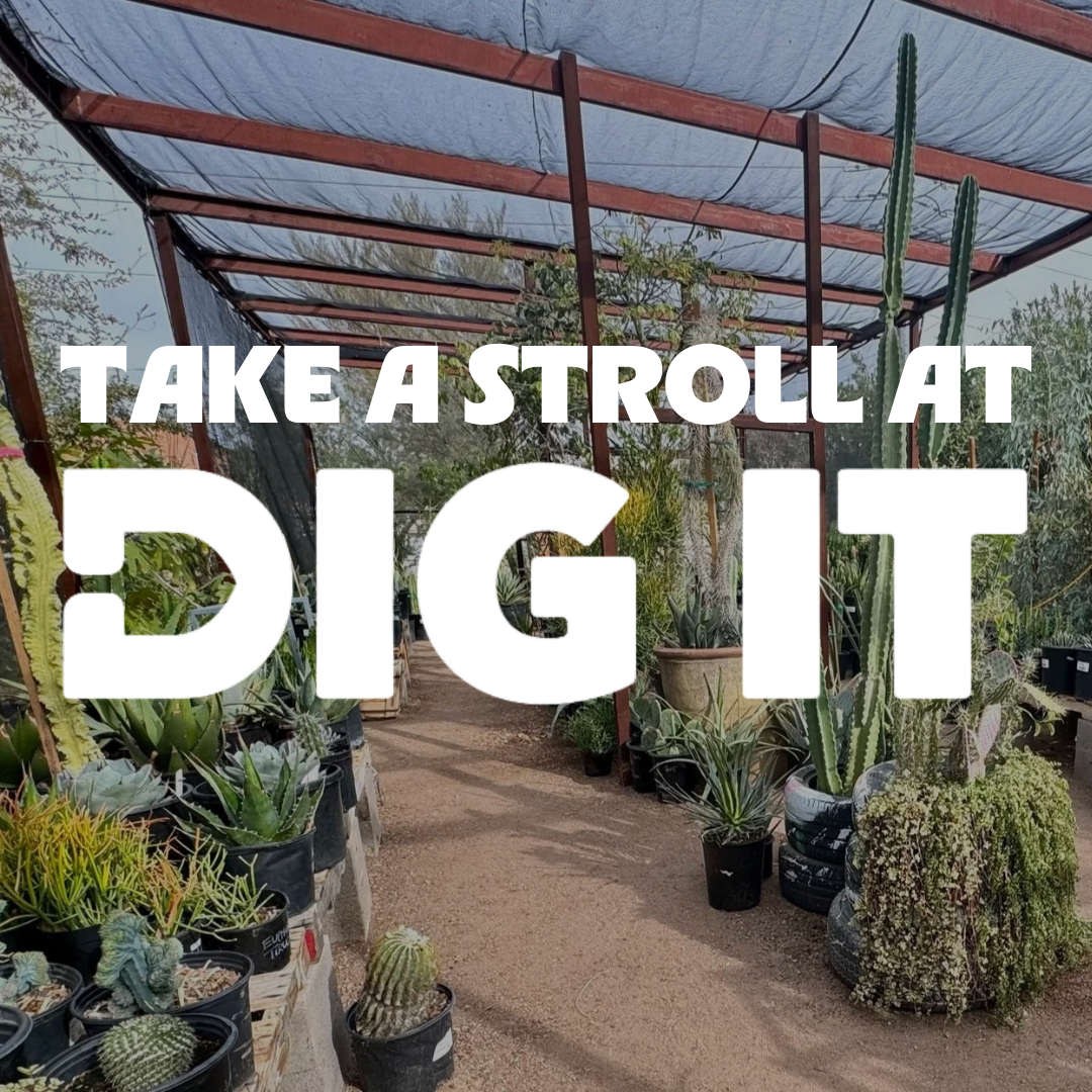 Stroll Coffee at Dig It Gardens
