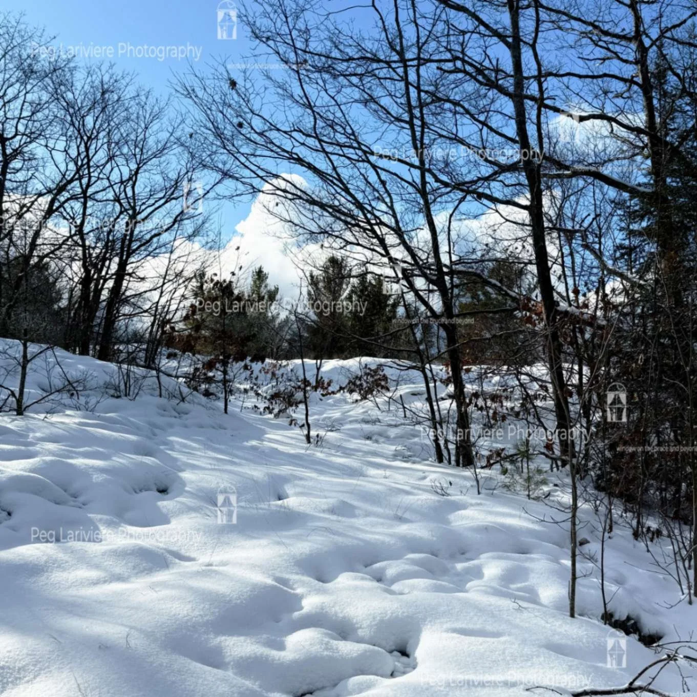Winter paints a Marshmallow World…