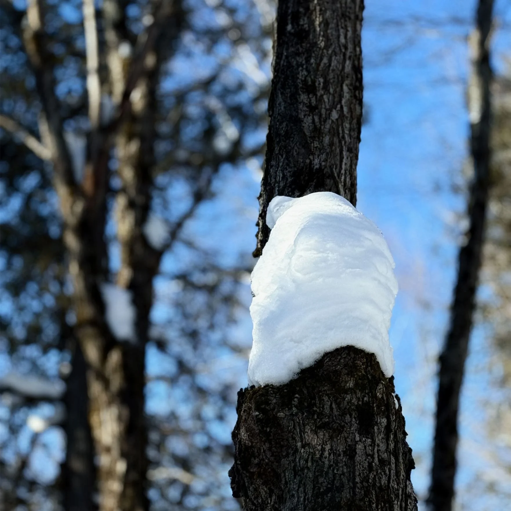 Sheriff Creek Wildlife Sanctuary’s version of a polar bear cub up a tree…