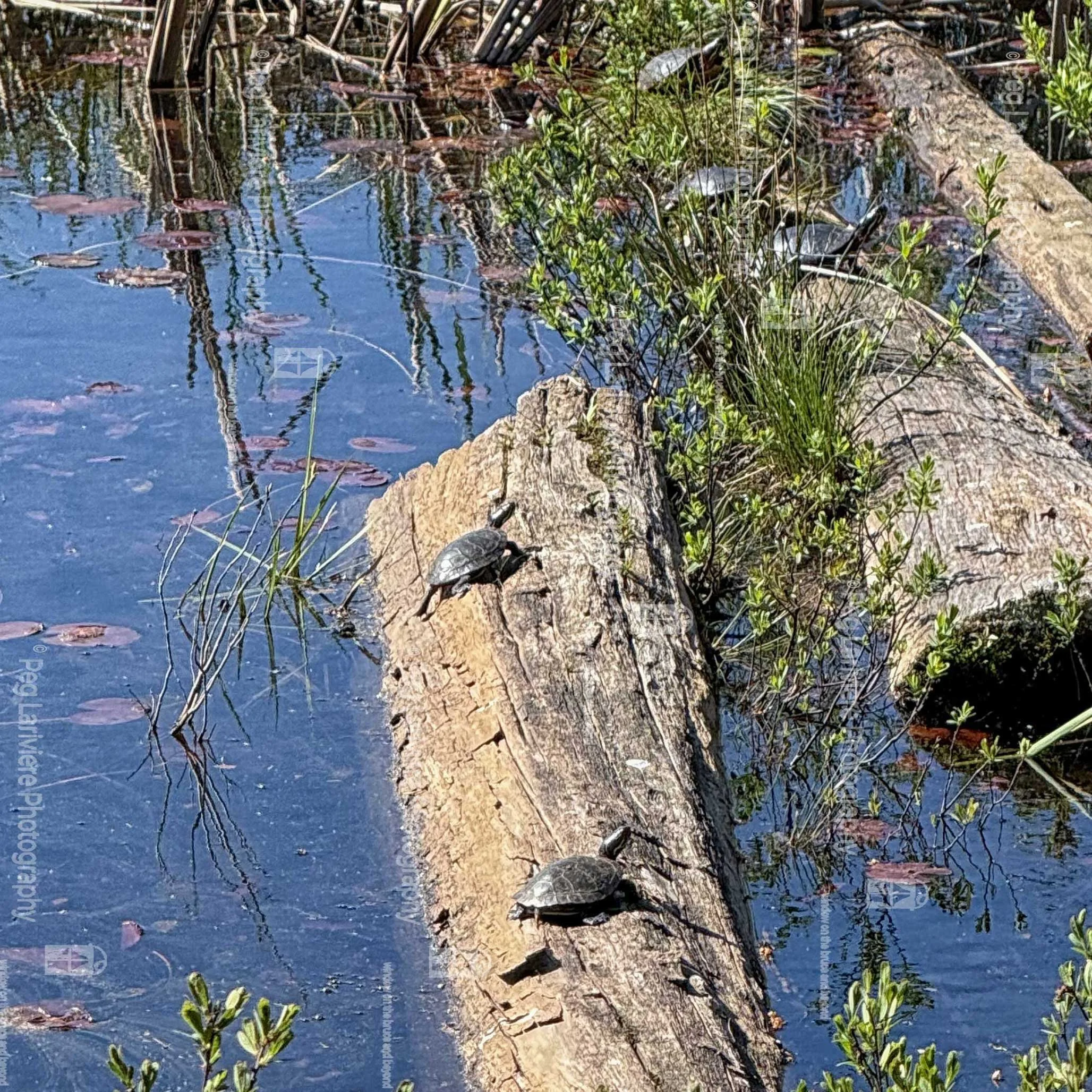 Welcome! to the newest family members of The Sheriff Creek Wildlife Sanctuary