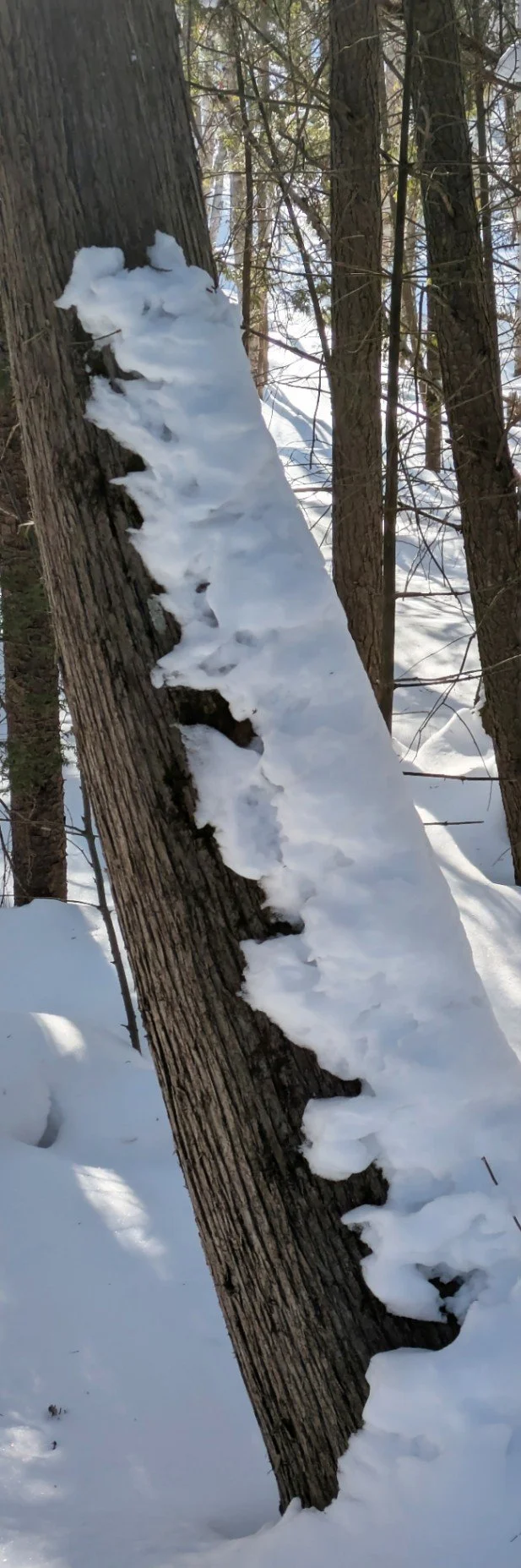snow sculpture of a centipede type creature - snowipede - climbing a cedar tree in the forest