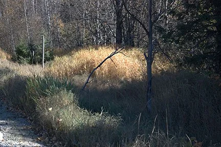 The fall sunlight, shadows and lines on roadside vegetation.
