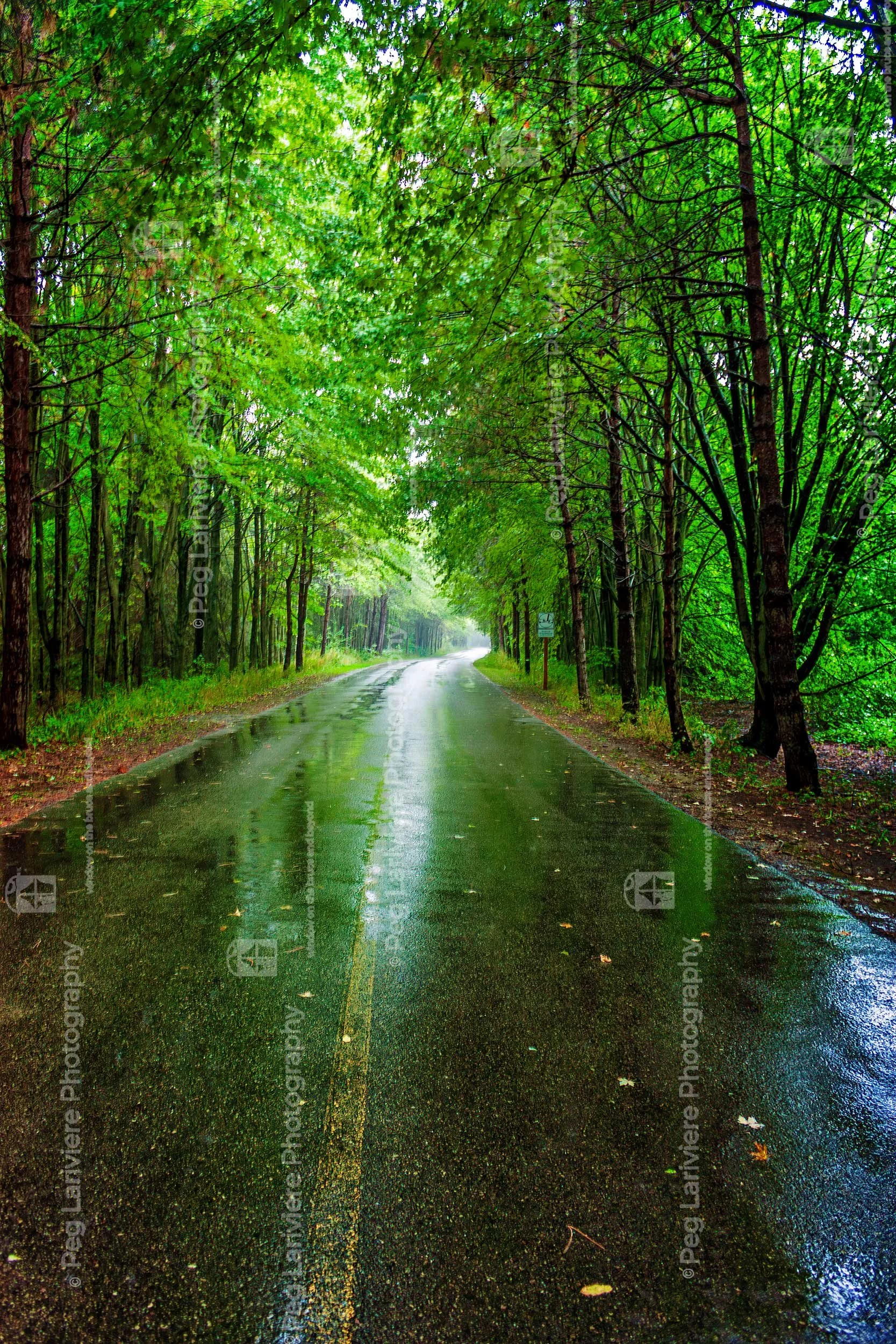 After the rain - along driveway to Point Farms - the trees meet overhead like a tunnel.