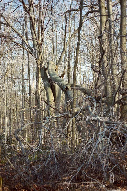Original slide used for creating A Walk in the Woods at Preservation Park, Guelph, Ontario