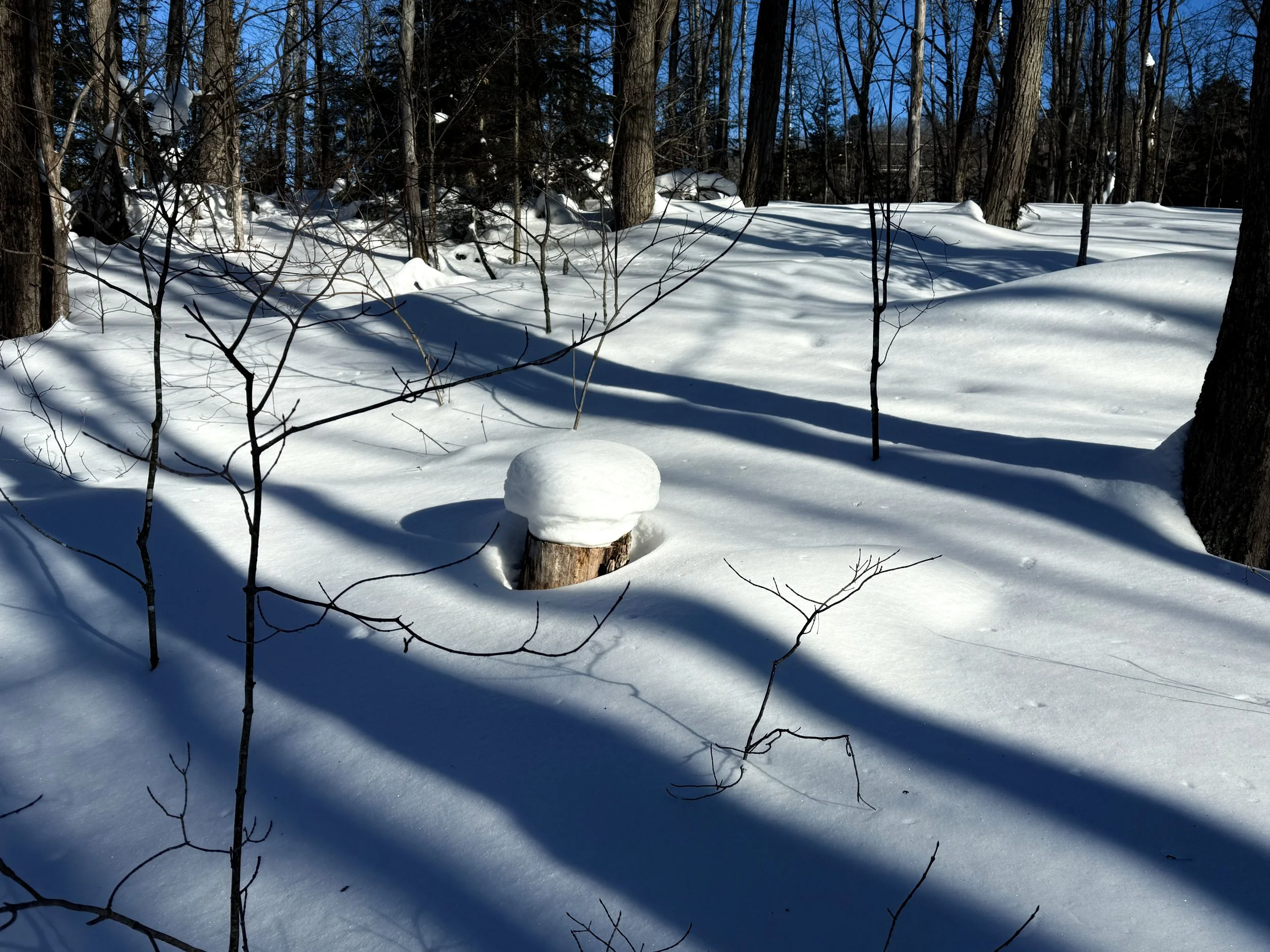 a snowy, forest setting with sunlight casting trees shadows. in the centre is a stump with a snow sculpture resembling a  button mushroom on it