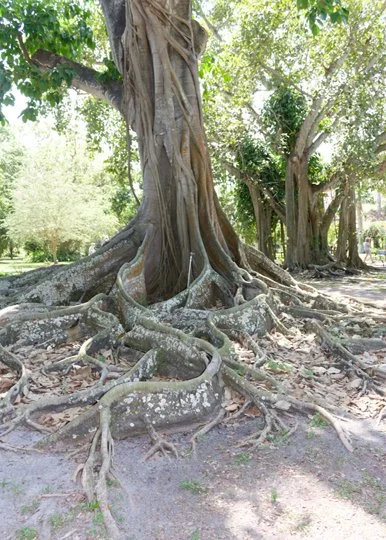 Banyan tree with extensive above-ground roots at the Edison-Ford Winter Estates