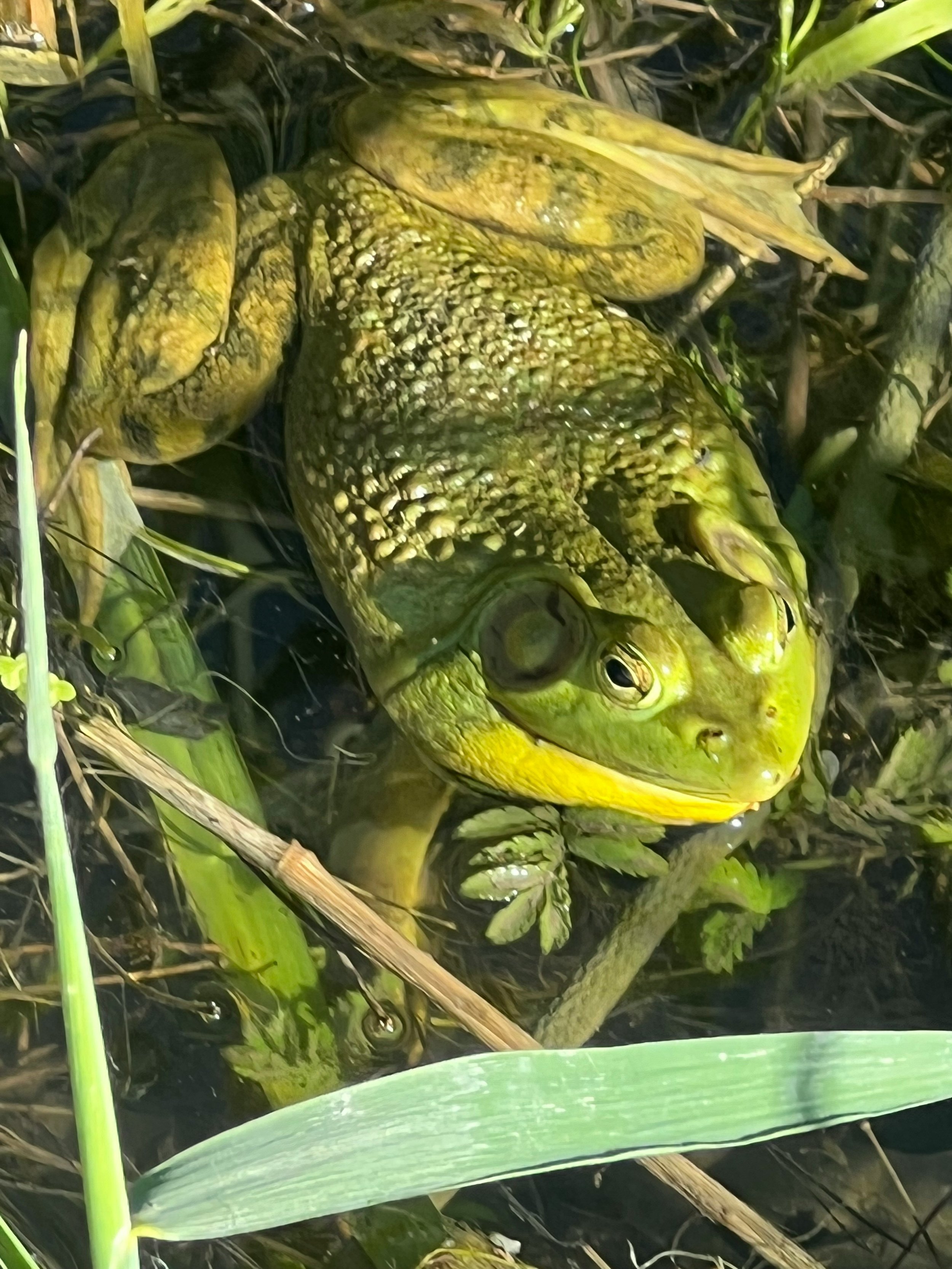 large bull frog sitting in a pond