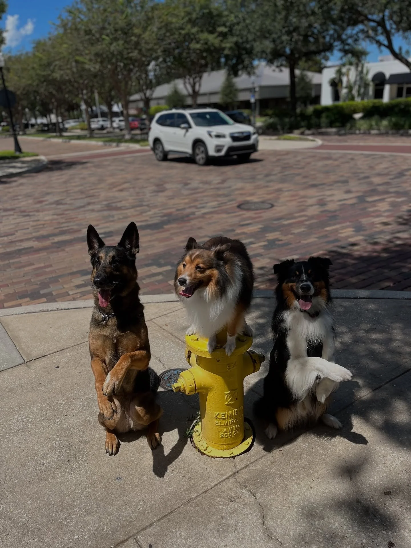 Herder squad on duty training downtown ☀️

-
#dogs #dogtrainer #dogtraining
#orlando #wintergardenfl #summer #australianshepherd #shelties #germanshepherd #herding #herders