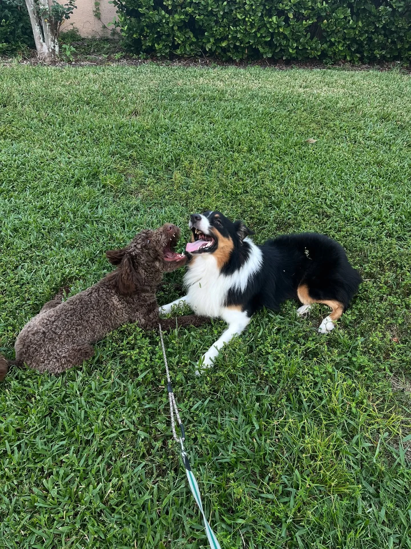 No one believes me when I tell them Hendrix is an Aussiedoodle
Oh well Zuko knows😆

#bestbuds #doggyfriends #doggram #dogtrainer #aussiedoodle #aussie #australianshepherd #doodle #doodlelove #dogtraining